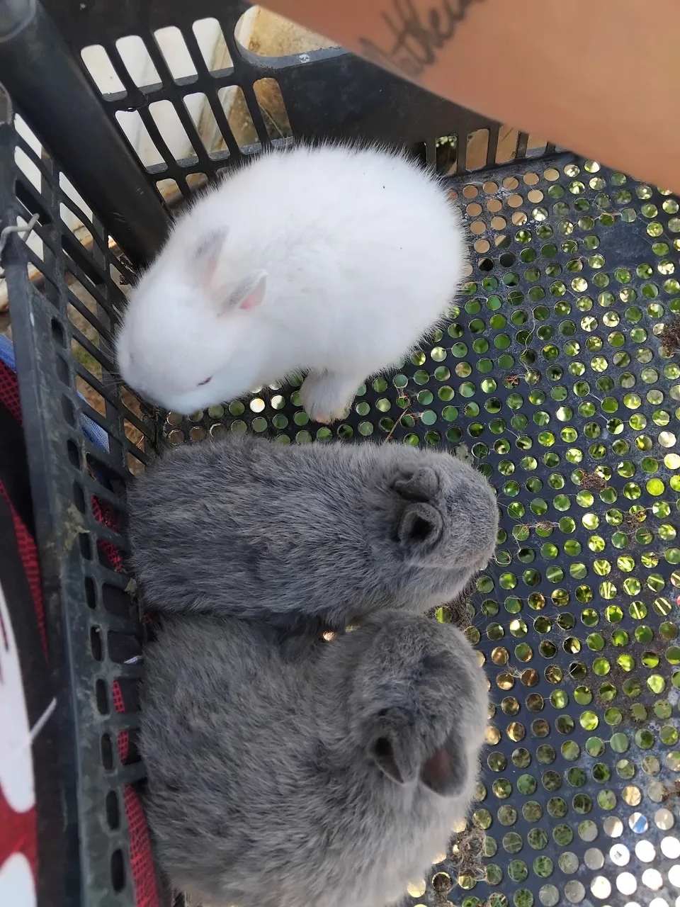 Vendo menor raça de coelhos do mundo