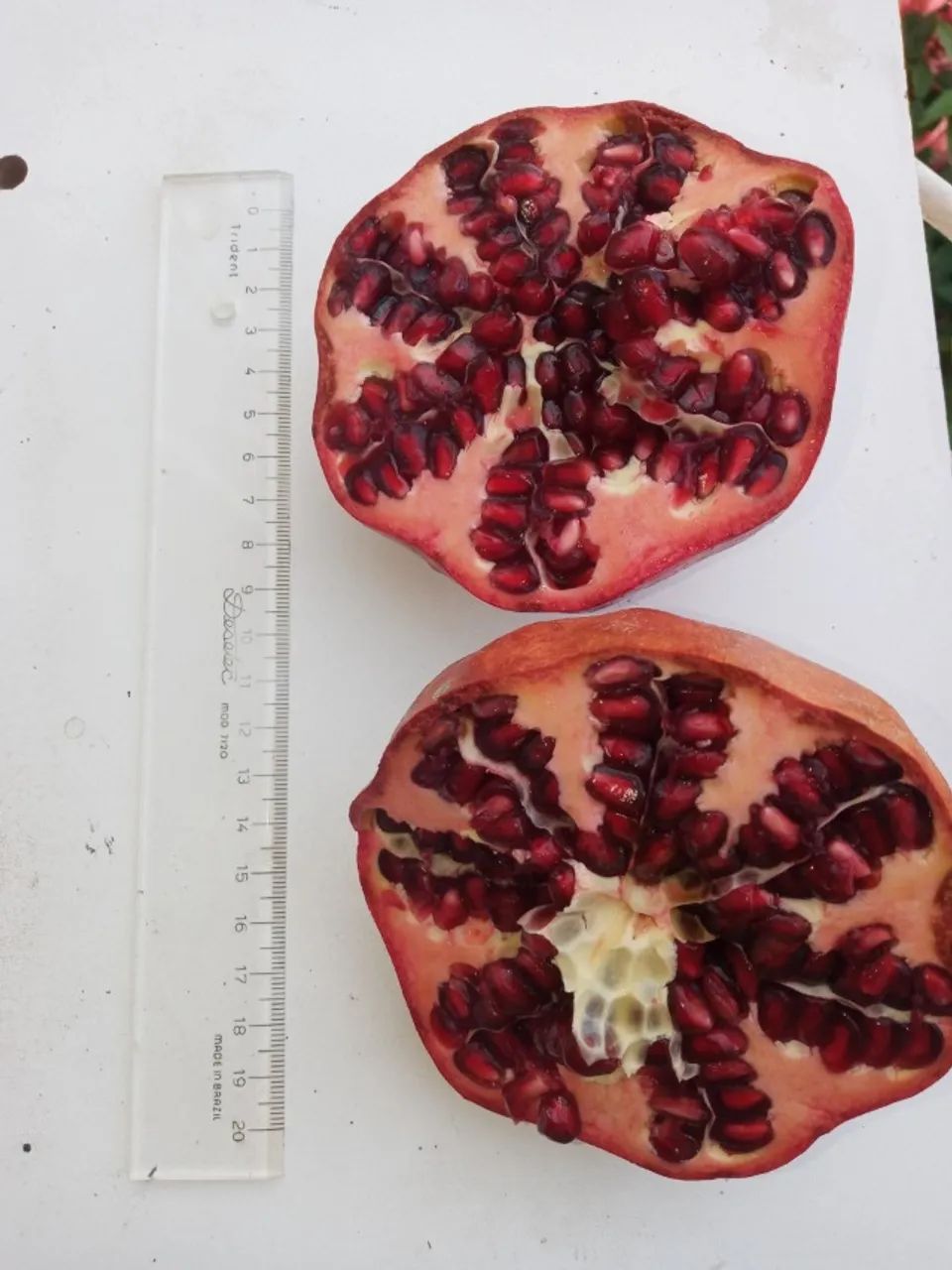 Romã gigante vermelha Wonderfull (punica Granatum) - vendo mudas - Foto 4