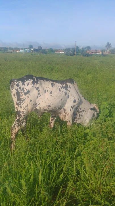 Casal nelore pintado puro sangue 