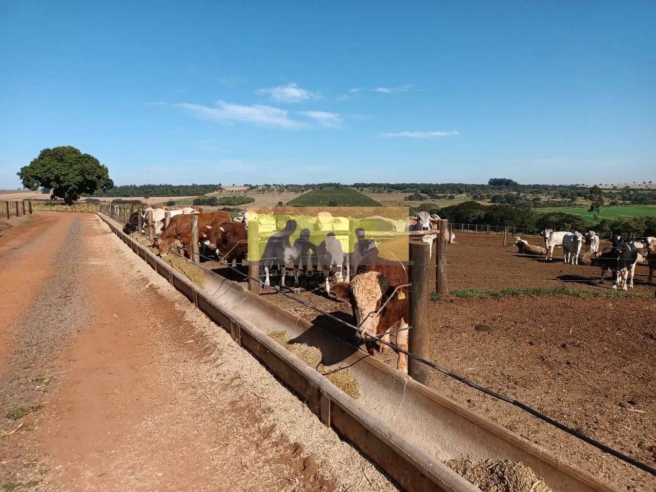 Fazenda em produção à venda, Avaré SP - Foto 2
