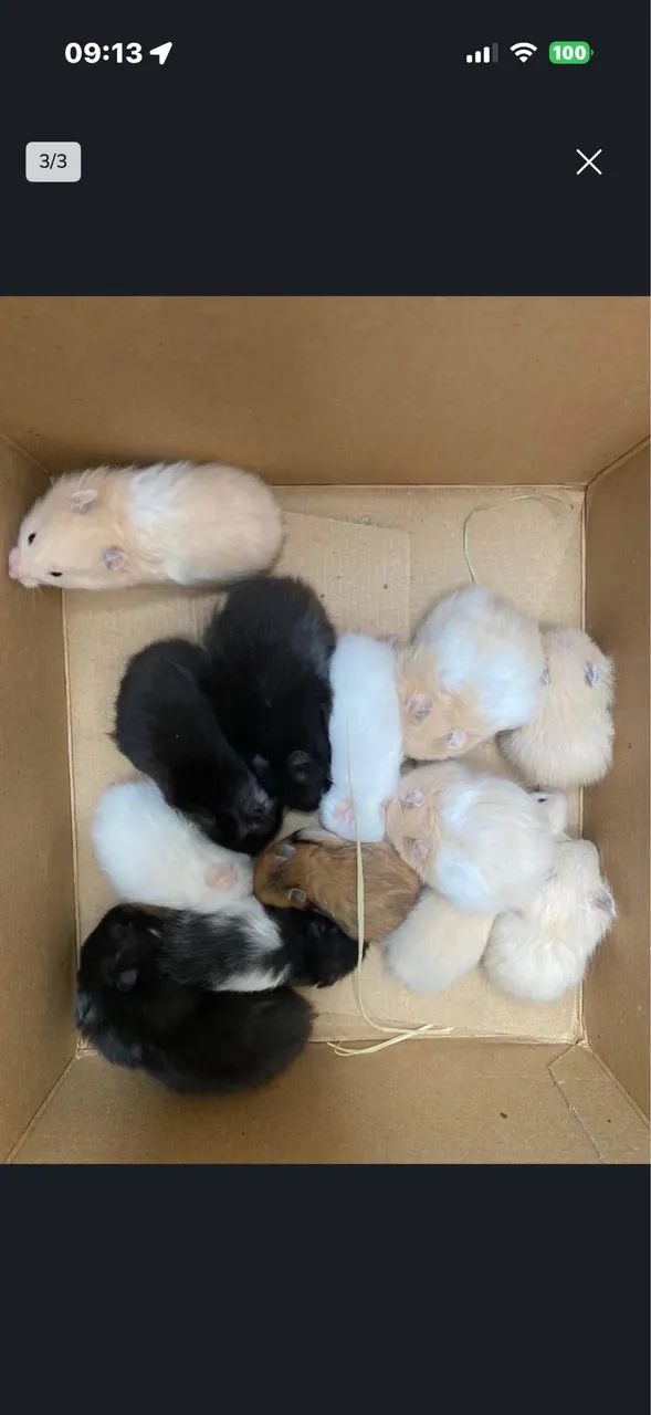 Filhotes de hamster angoras  - Foto 2