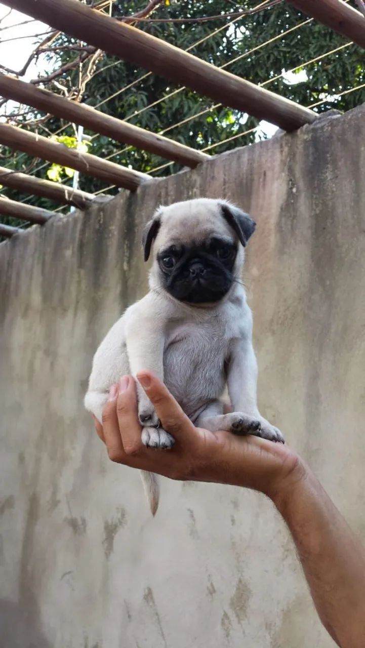 Filhote de Pug fofo e estiloso - Foto 5