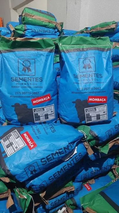 Semente de Mombaça 10kg incrustada para pastagem - Mirassol