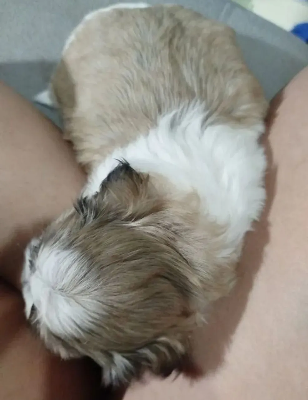 Filhote Macho Shih Tzu 600,00
