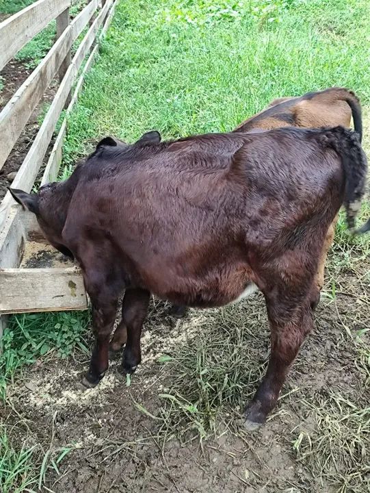 Bezerro e bezerra para venda cada - Foto 2