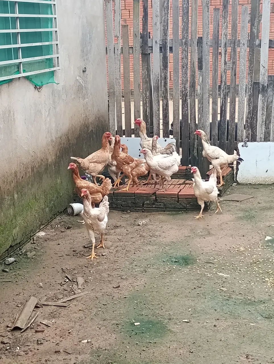 Para vender rápido 60.00 - Foto 5