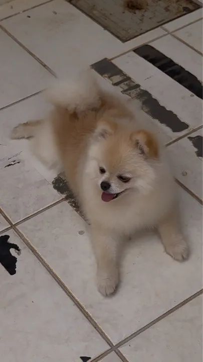 Vendo filhote de spitz 8 meses cor creme, com pedigree em mãos.  - Foto 2