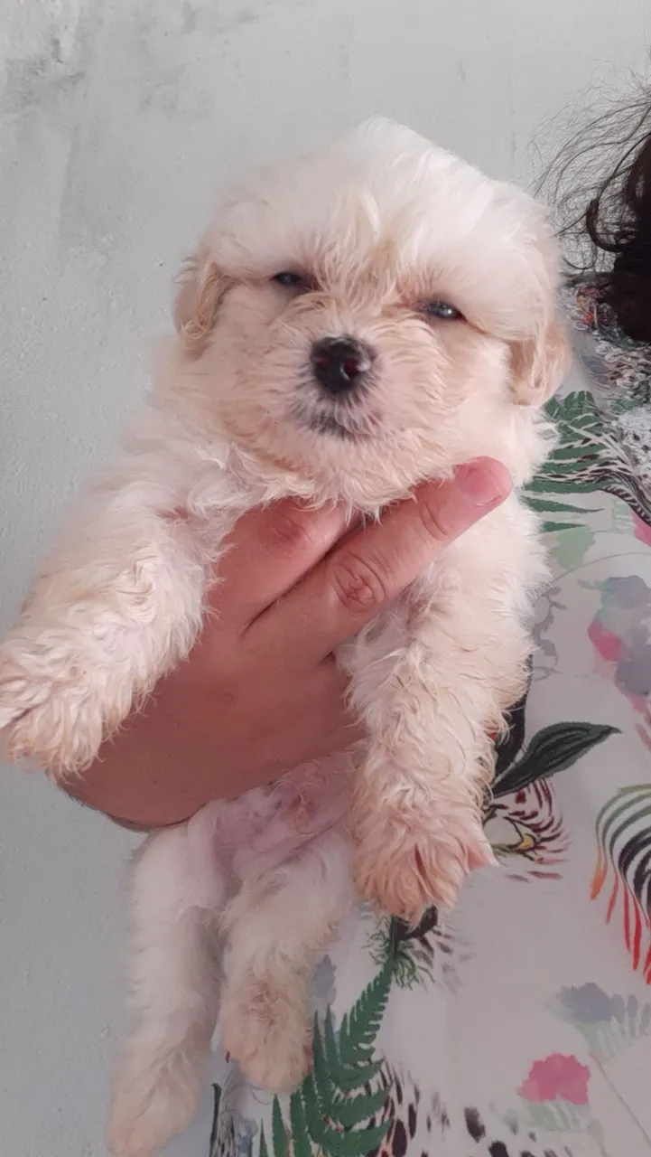 Vendo filhote de shih tzu com poodle. 