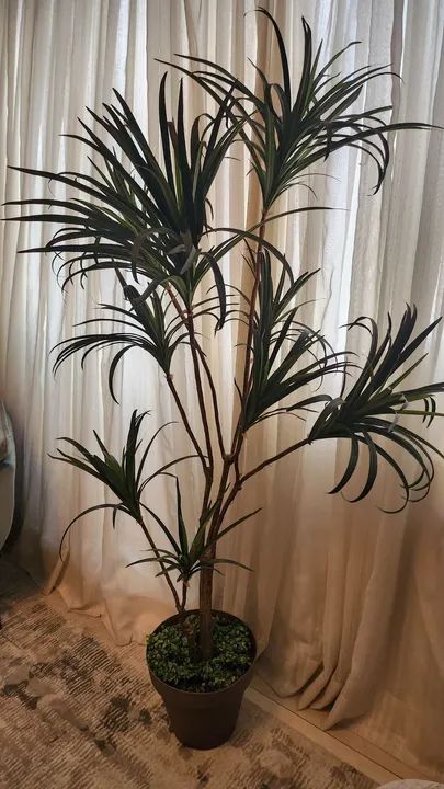 Planta permanente  - Foto 4