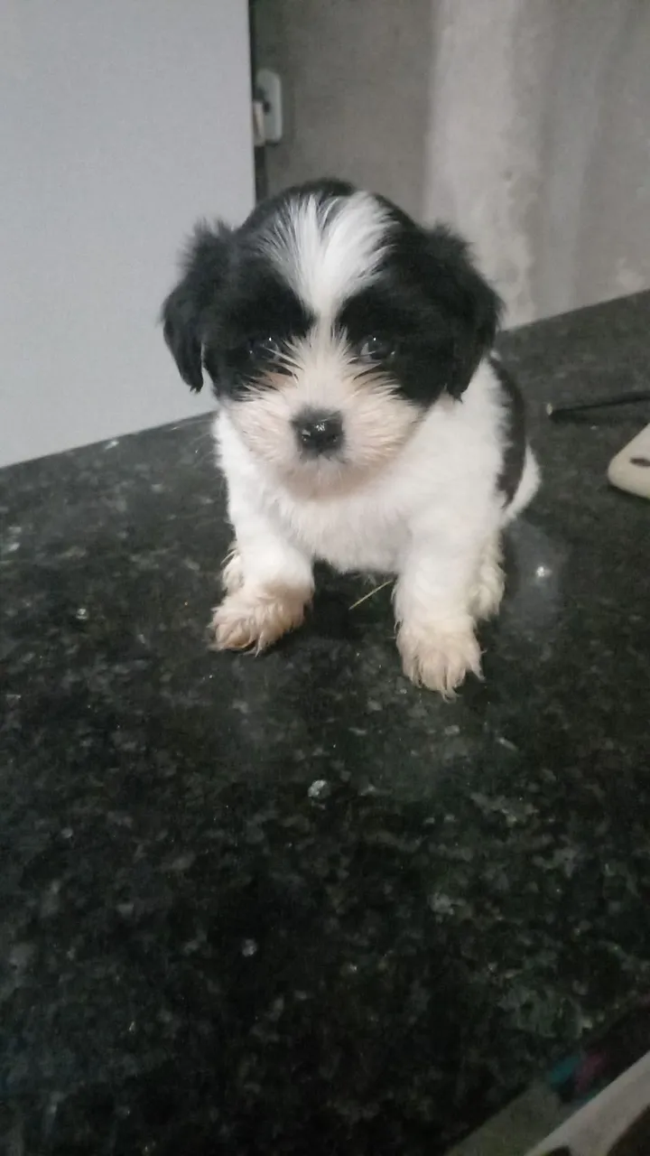 Filhote Shih Tzu para venda