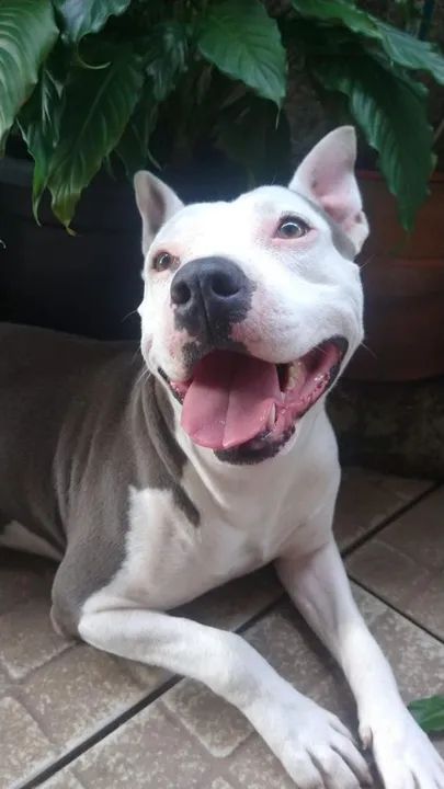 Filhote Pitbull - Foto 6