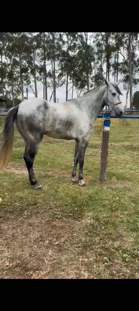 Cavalo american trotter 