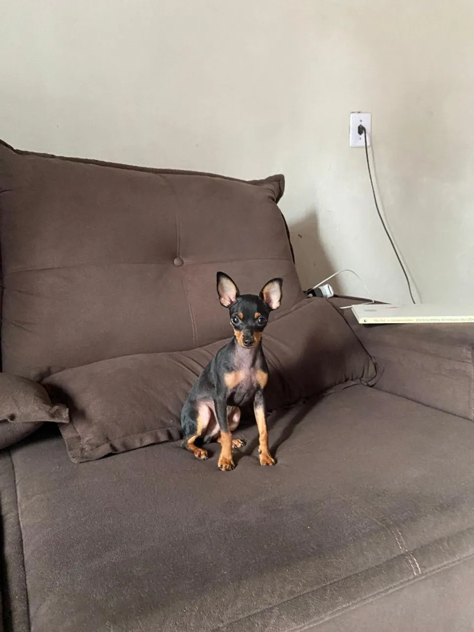 Pinscher zero a procura de uma namorada 
