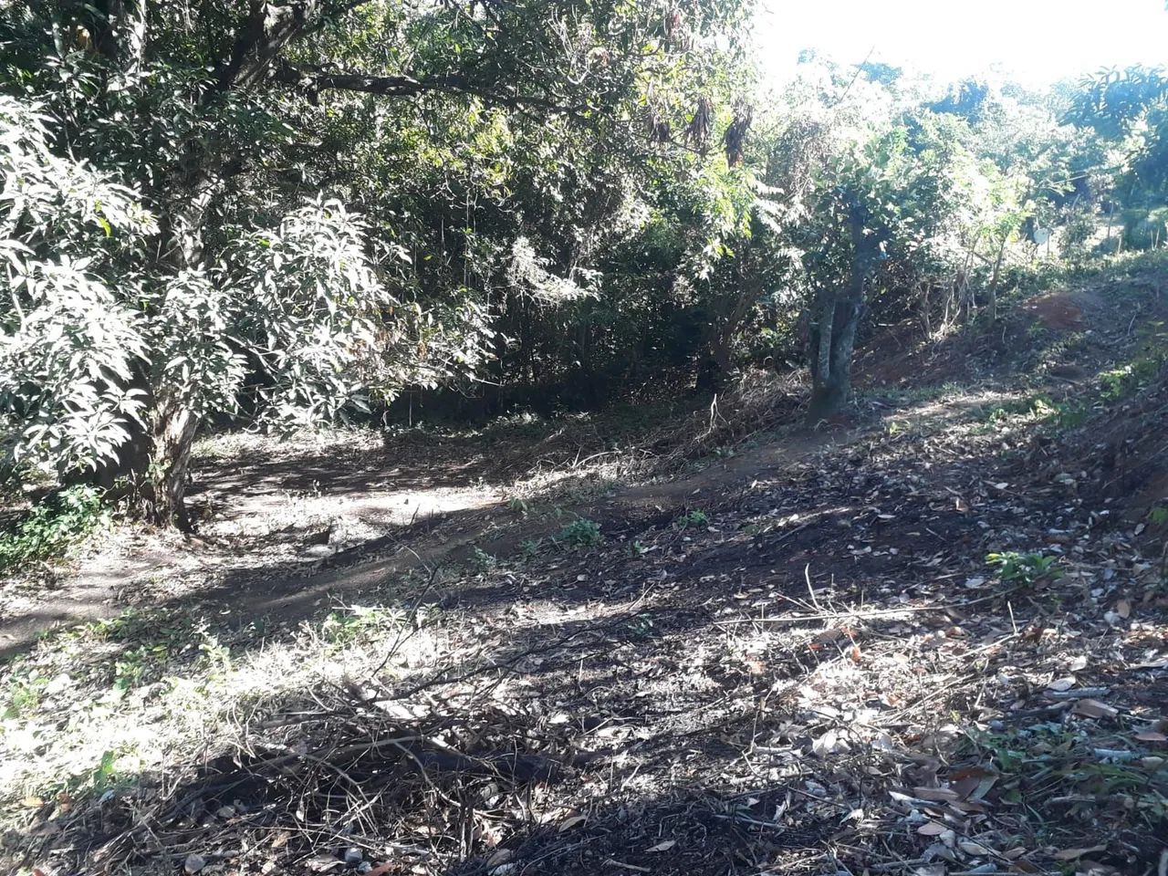 Terreno  bairro Luiz Camões  - Foto 5
