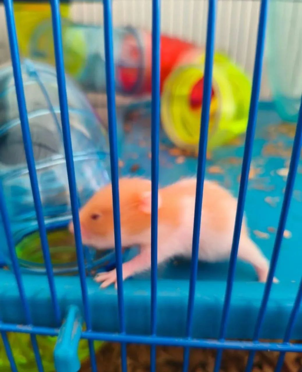 Vendo hamster siro - Foto 2