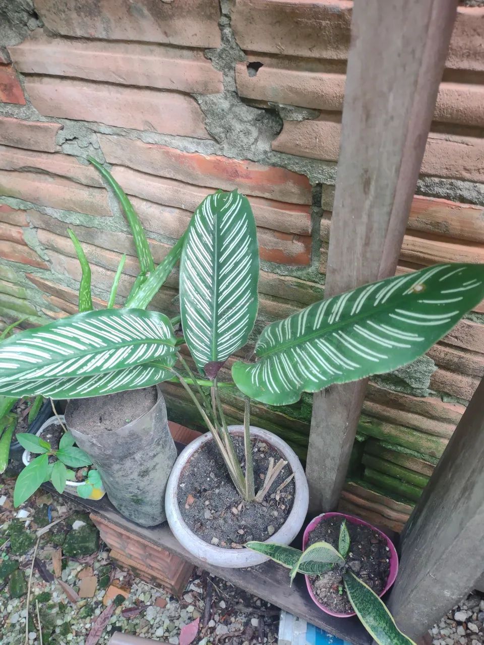 Linda planta Para decoracões - Foto 2