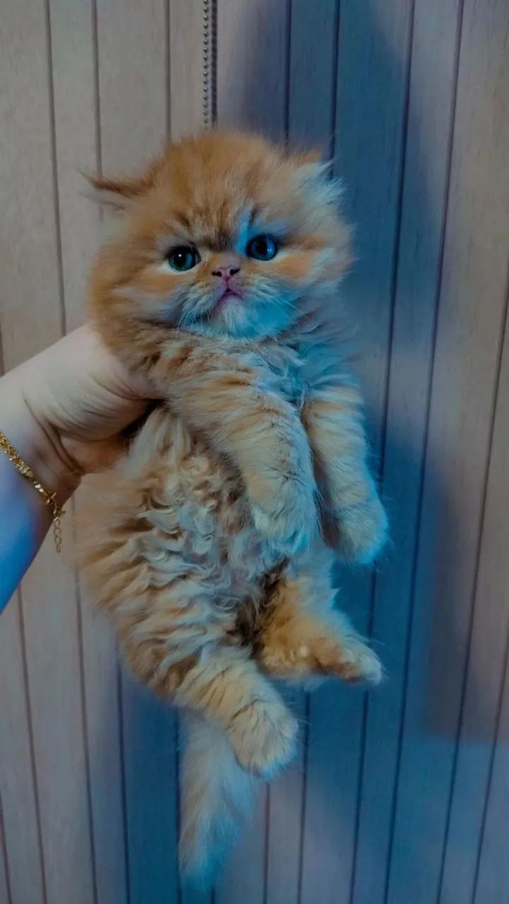 Persa Macho  - Foto 2