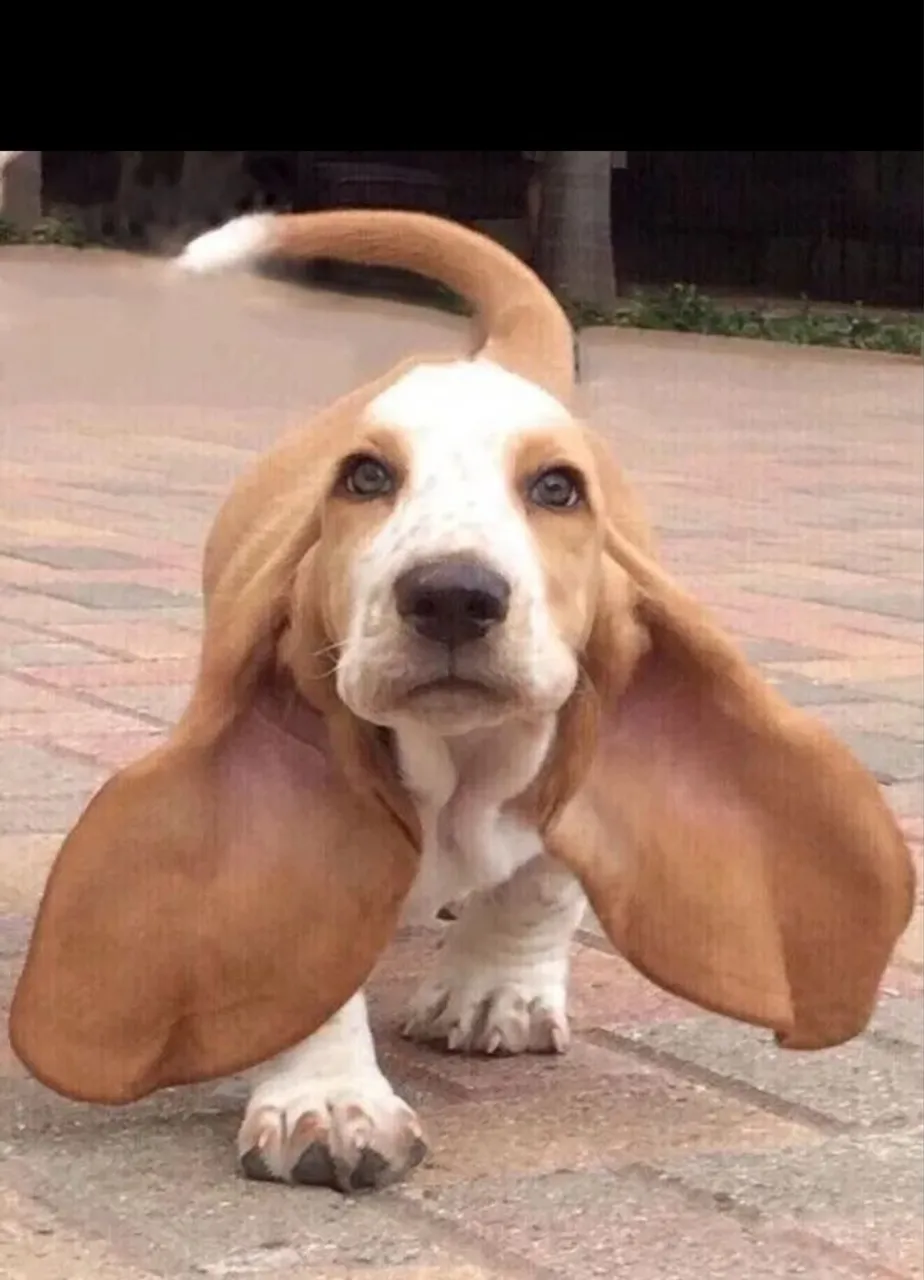 Basset Hound filhote