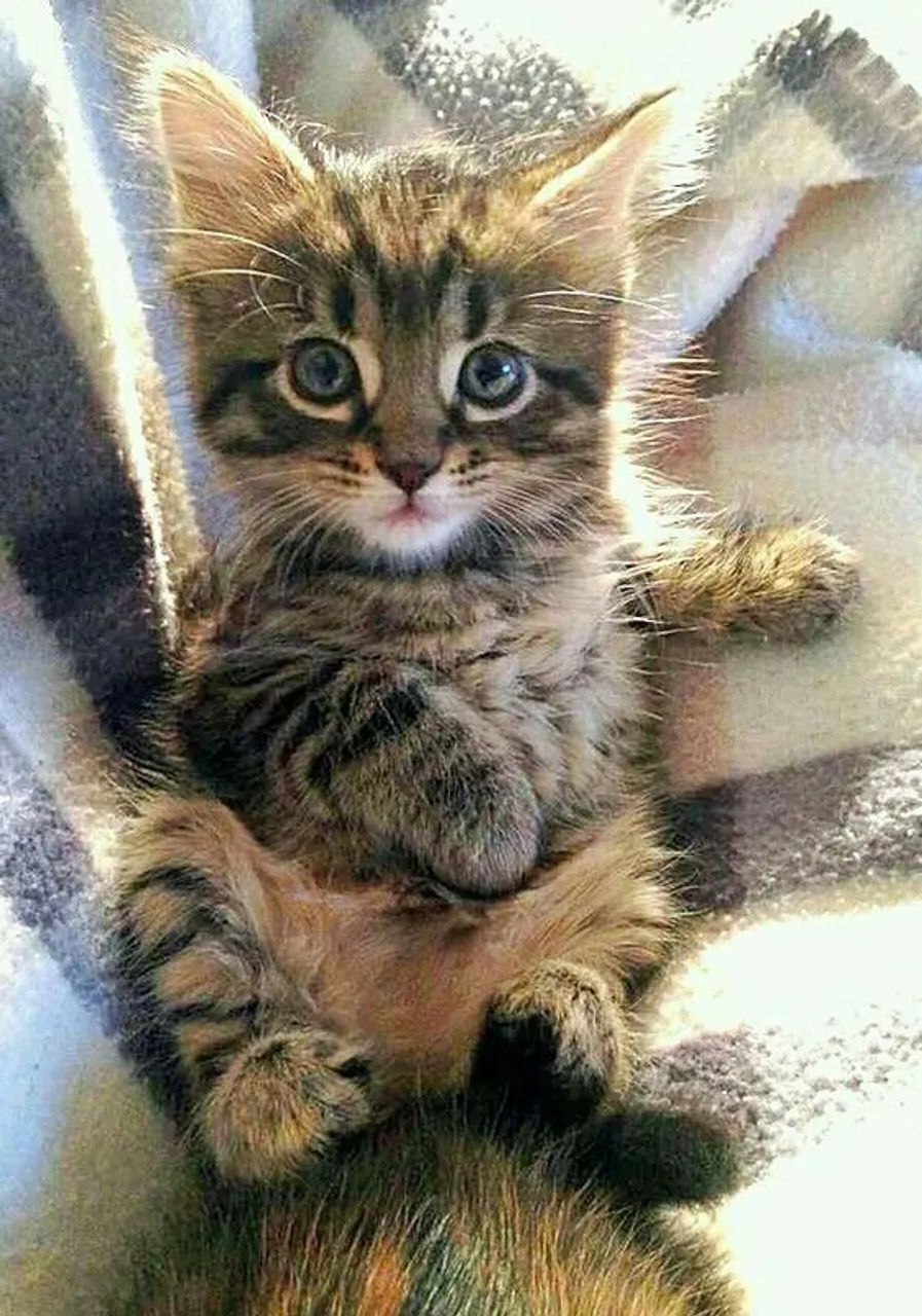 Bebês Maine Coon  á venda !