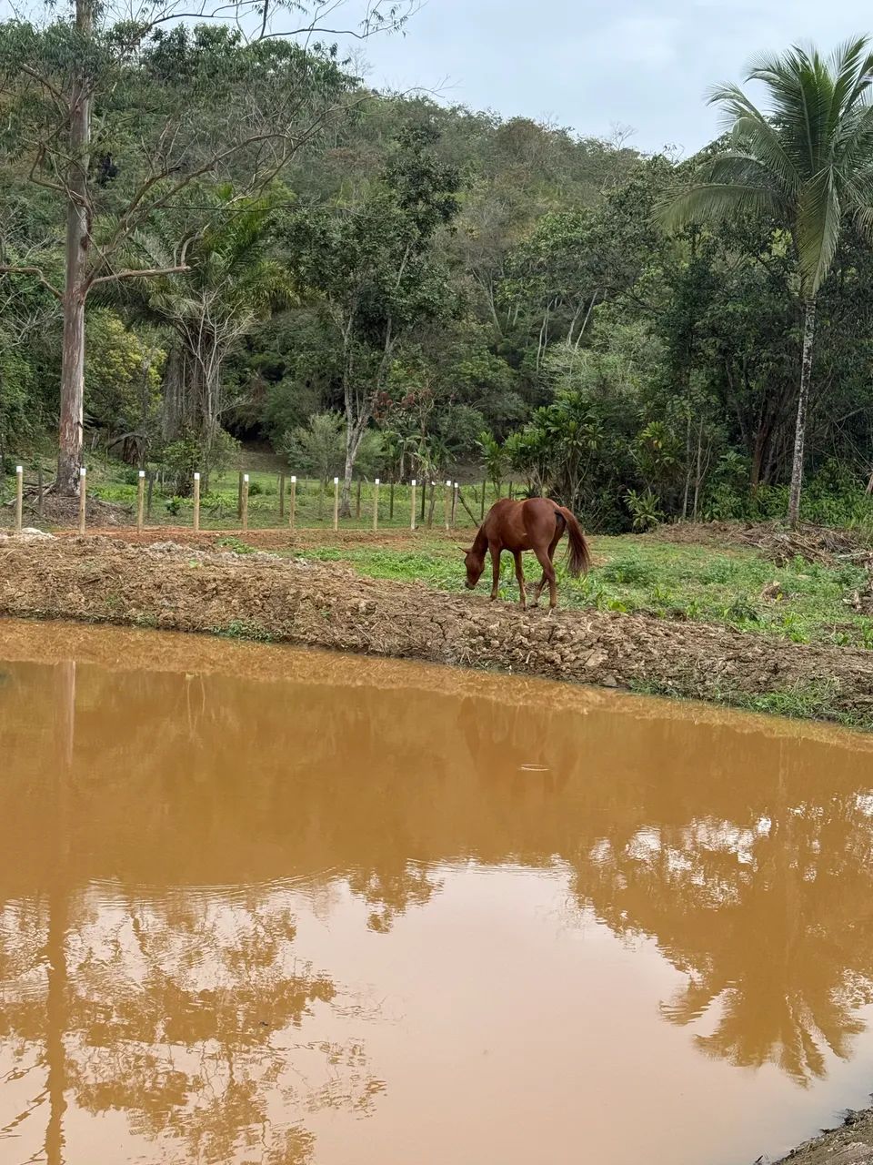 Potra QM sem papel  - Foto 3