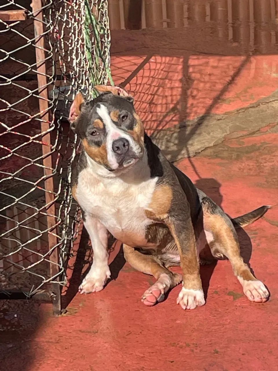 American bully  - Foto 3