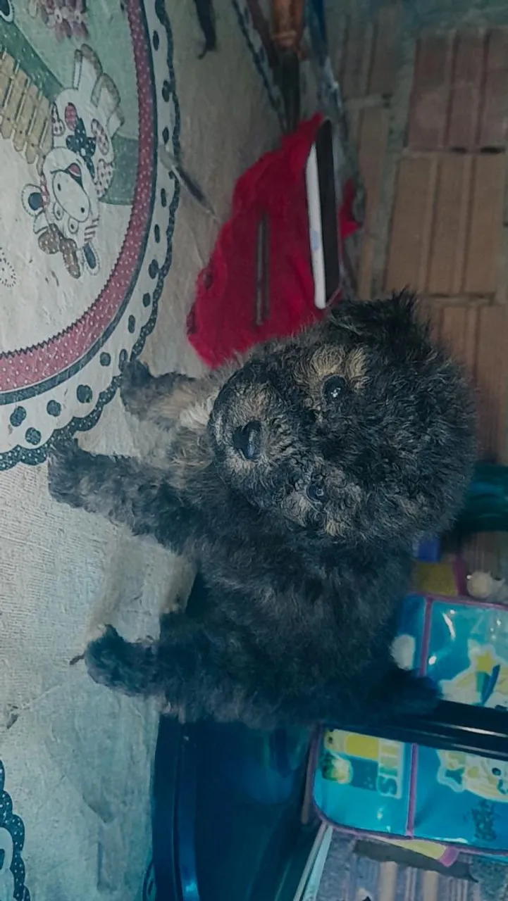 Filhote de poodle