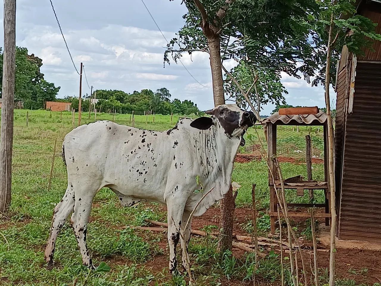 Casal nelore pintado puro sangue  - Foto 5