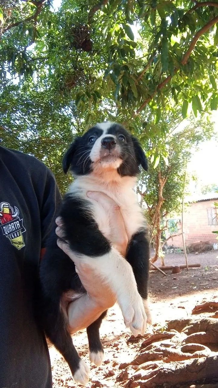 Vendo filhotes de bordercollie 