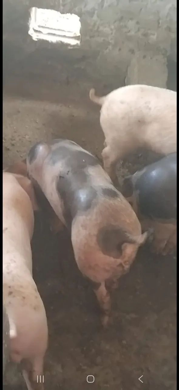 Vendo porco de raca - Foto 3