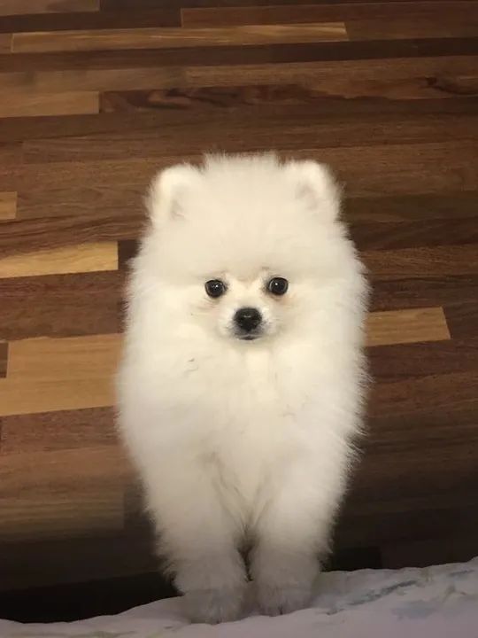 Spitz Alemão Filhotes Fofos na Cor Branco - Foto 2