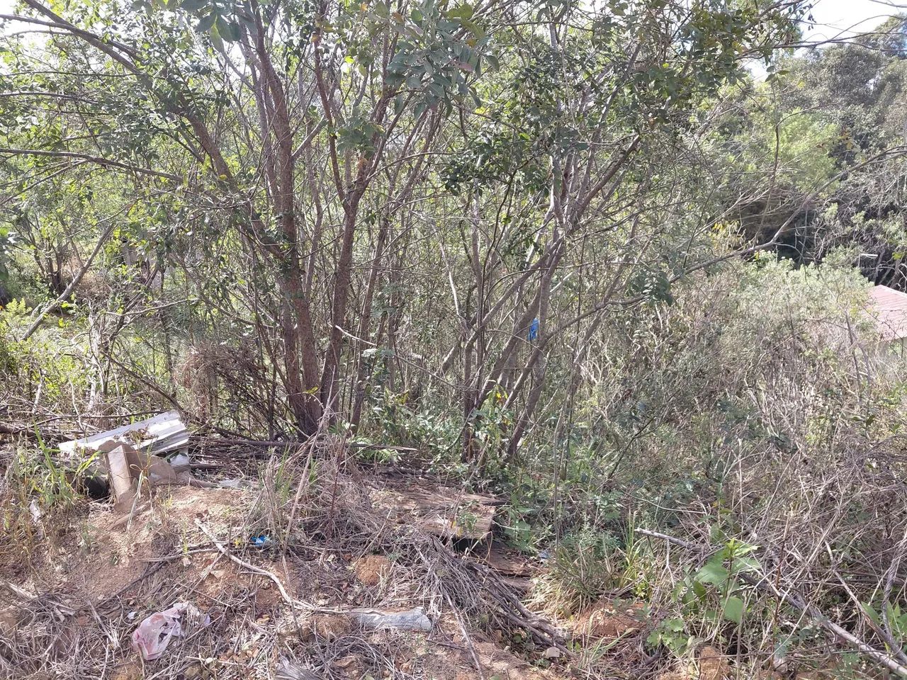 Lote campina.  - Foto 4