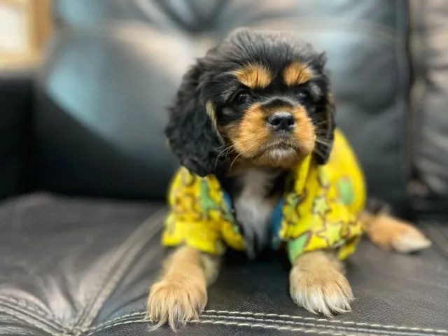 Cavalier King Charles Mini Macho - Com suporte completo