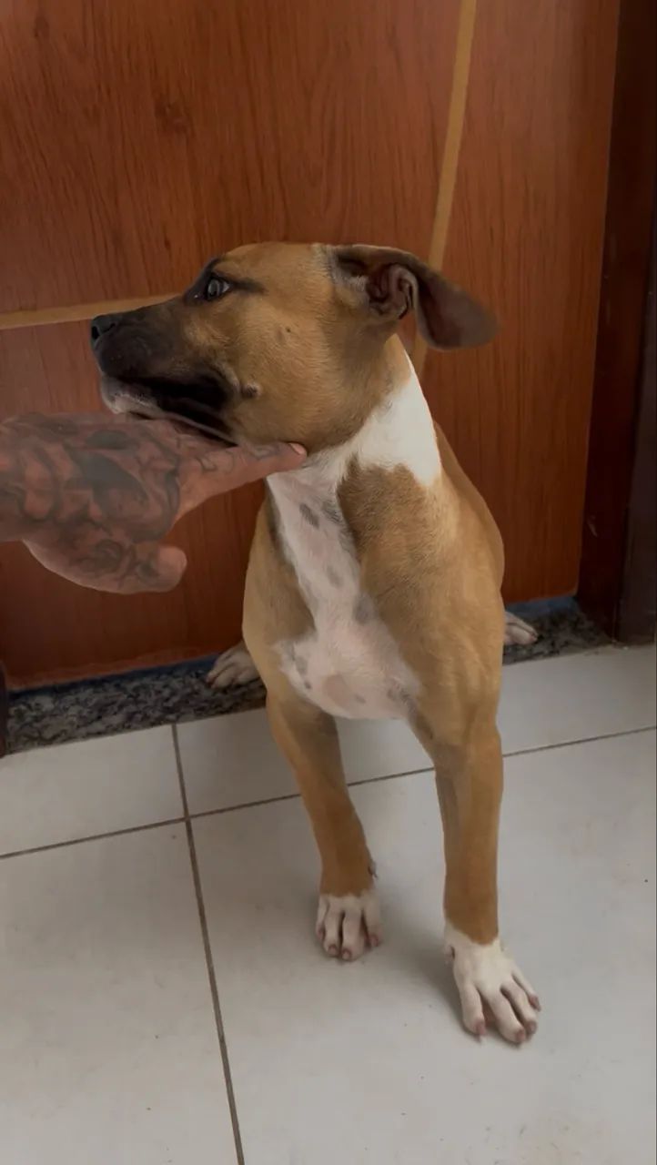 Pitbull/pitmonster  - Foto 3