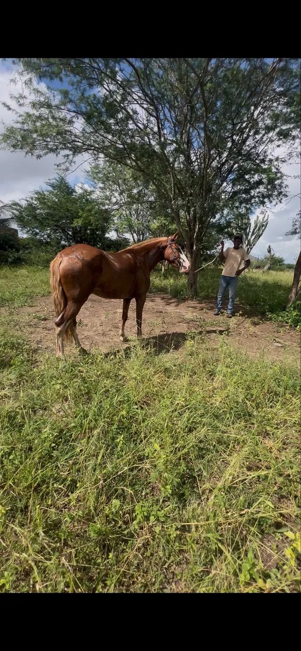 Égua mangalarga natural de marcha picada à venda - Foto 3