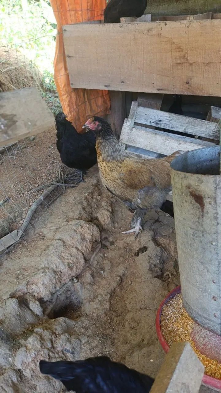 Vendo tudo/ 2 Galos 18 galinha  - Foto 2