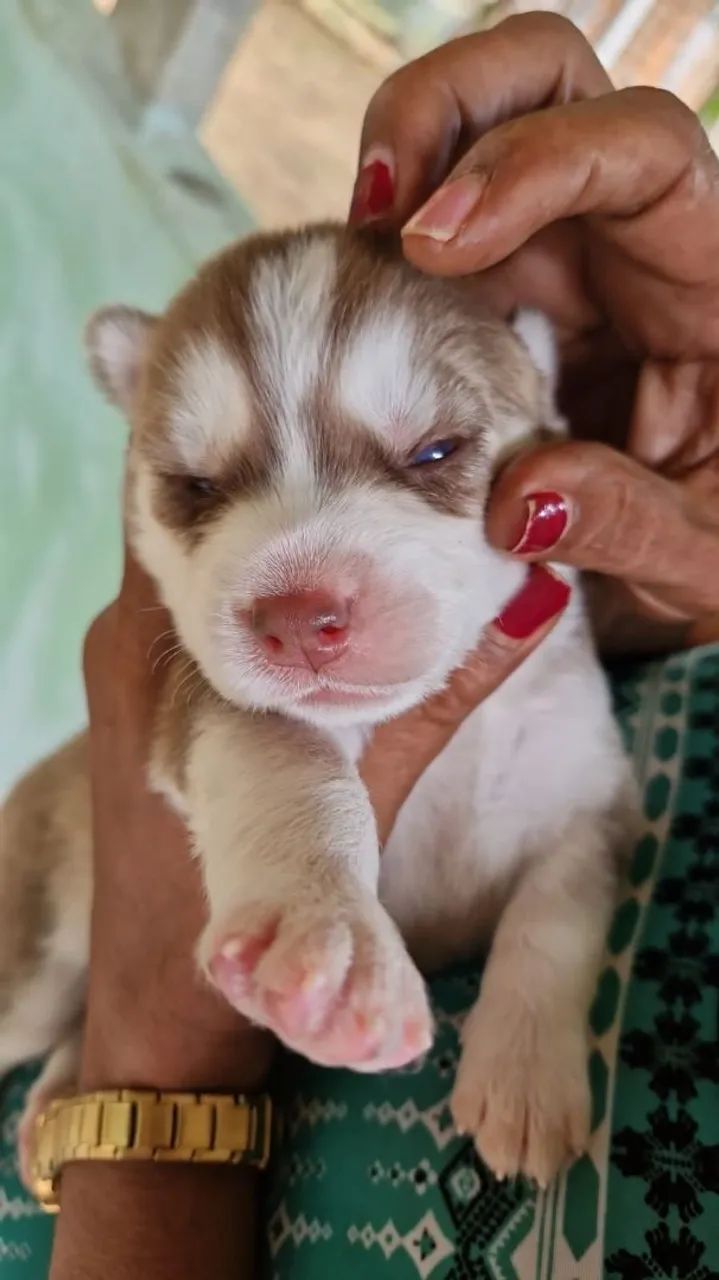 Filhotes de Husky Siberiano  - Foto 2