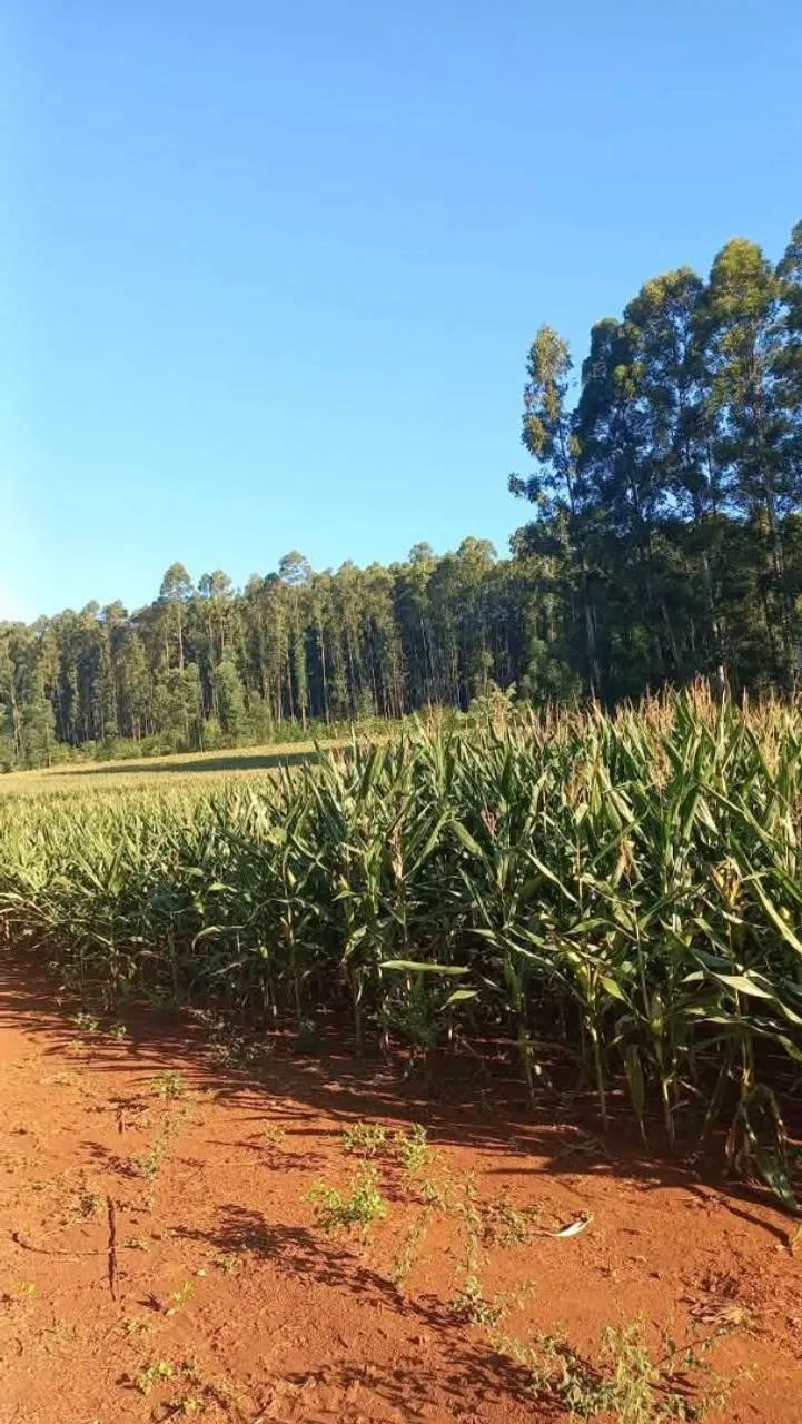 Sítio a venda - Foto 2
