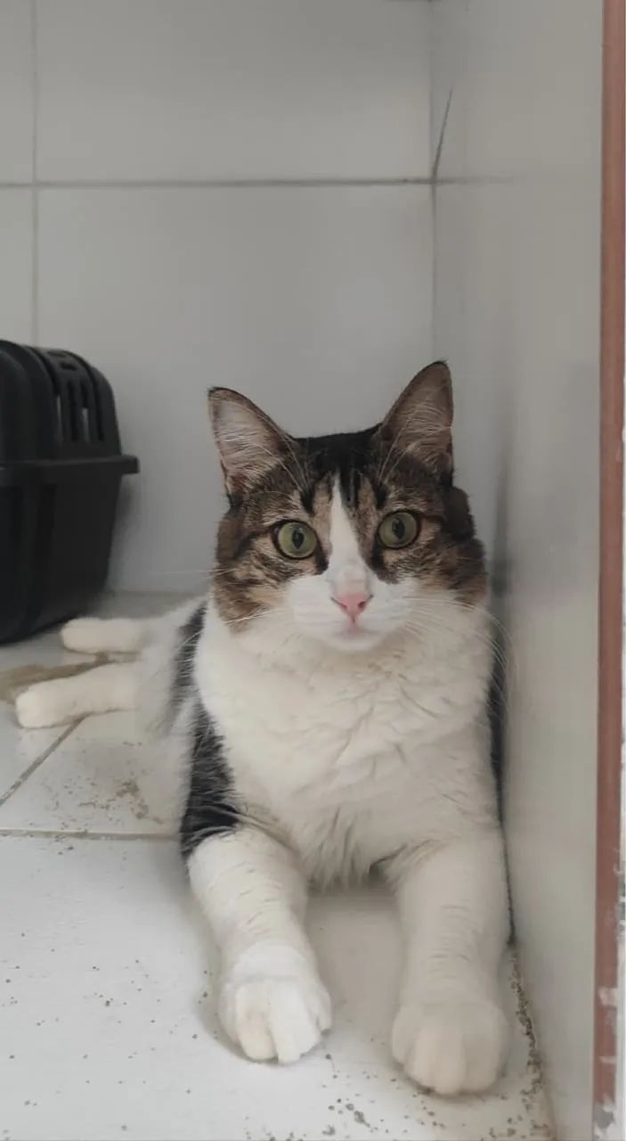 Gata adoção responsável  - Foto 2