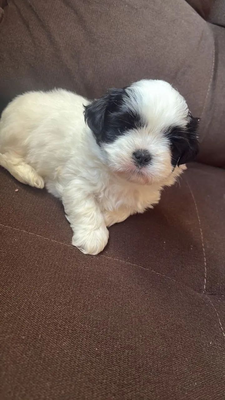 2 Filhotes Lhasa Apso - Saudáveis e Muito Fofos - Foto 2