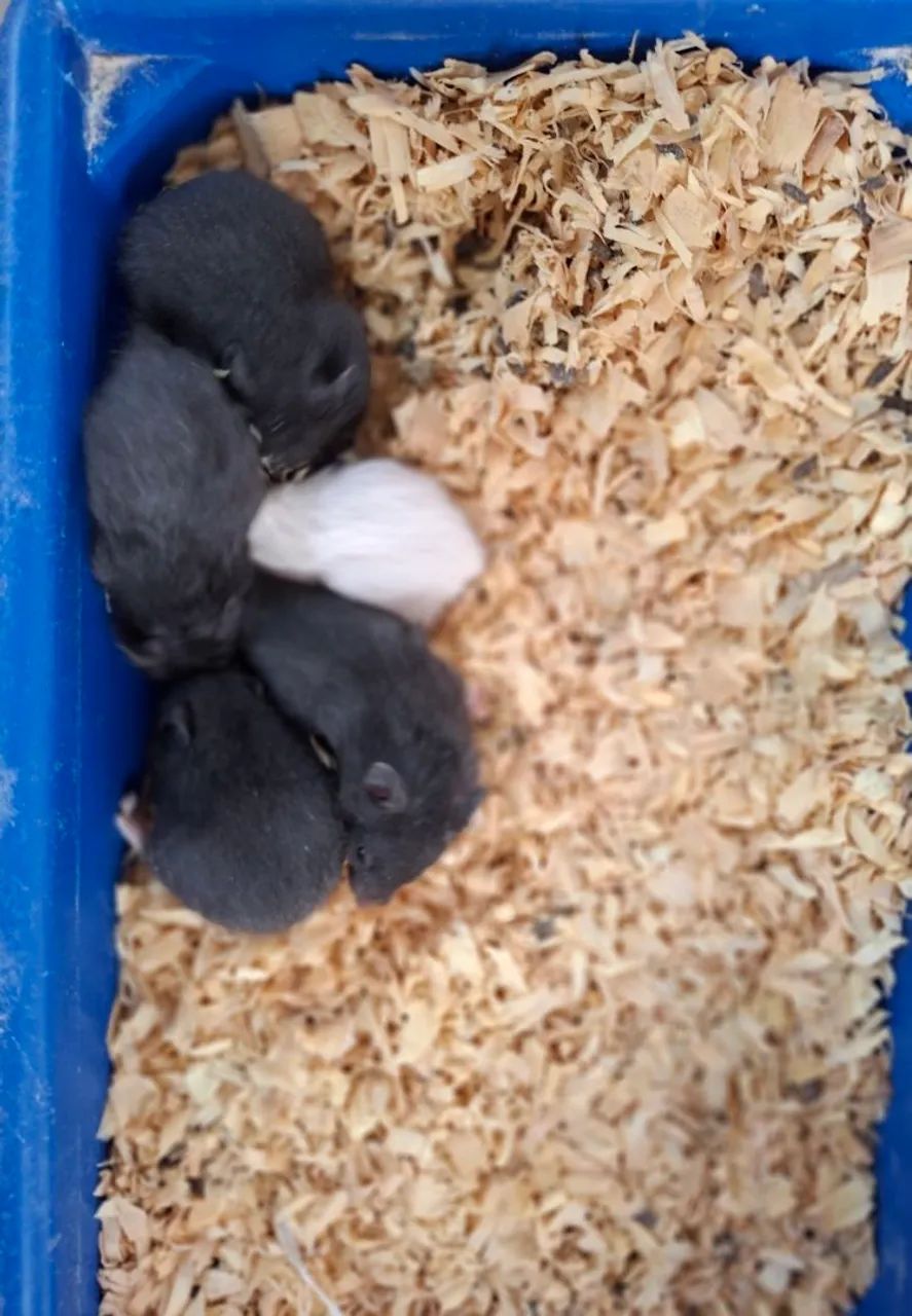 Hamster sírio  - Foto 4