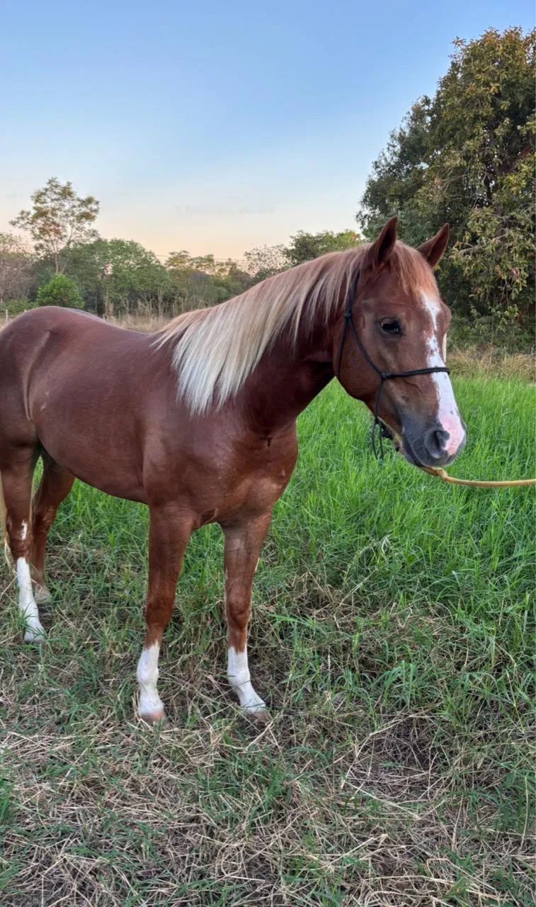 Cavalo Quarto de Milha Domado Sem RG - Foto 4