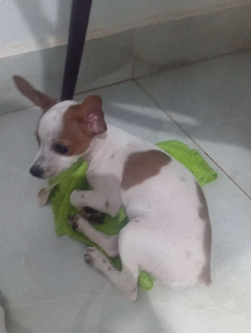 Pinsher - Foto 2