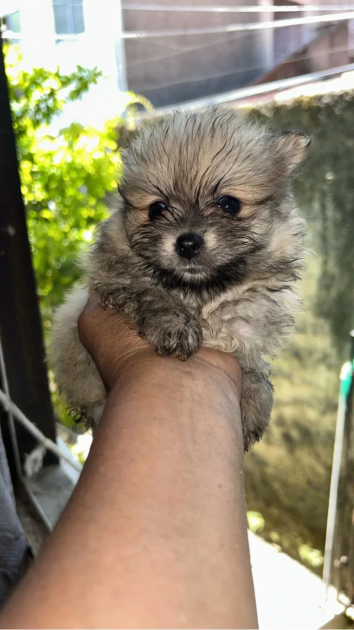 Spitz alemão filhote  - Foto 3