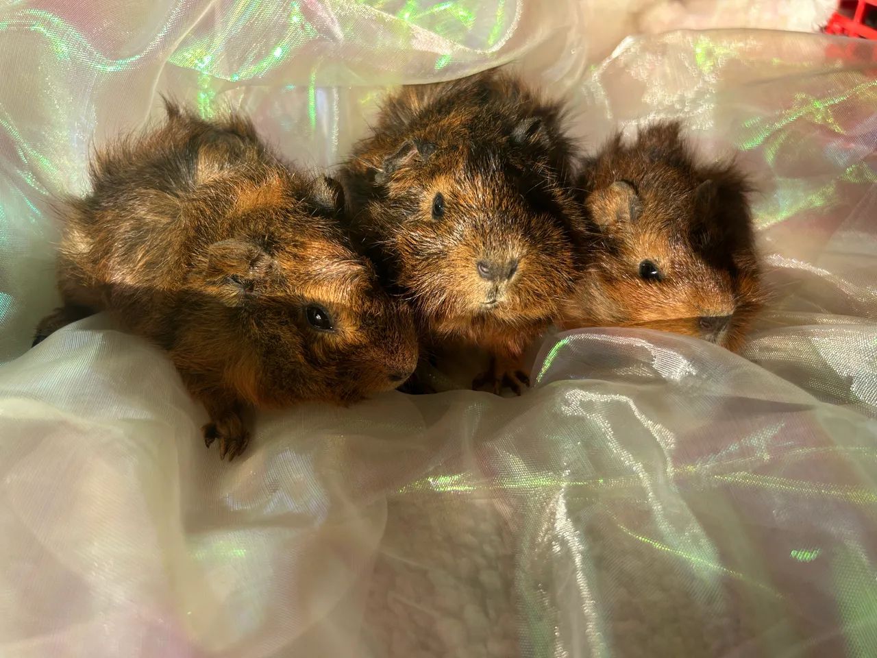 Porquinhos da Índia  - Foto 4