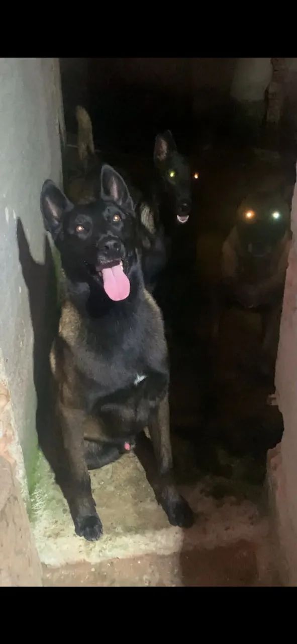 Pastor Belga Malinois  - Foto 4
