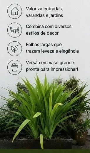 Planta com vaso grande - Foto 2