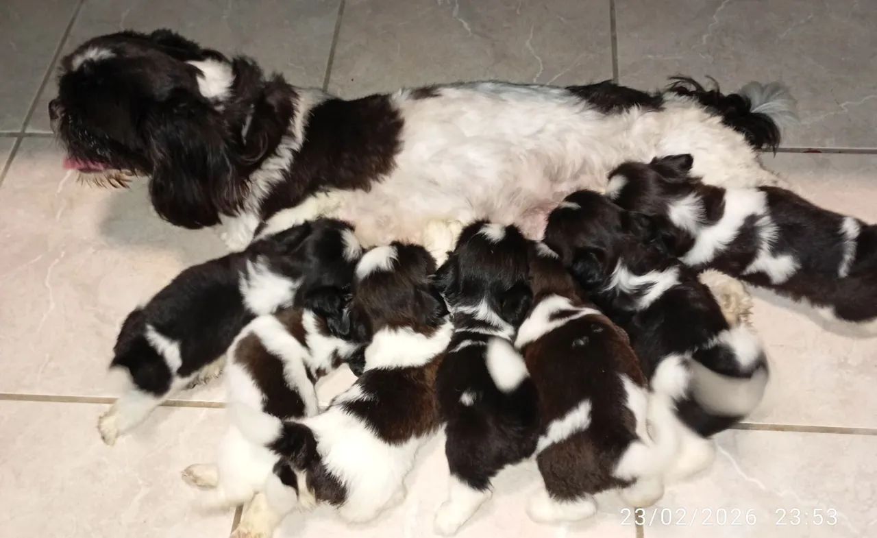 Pet da raça shih Tzu preço 1.200 - Foto 3