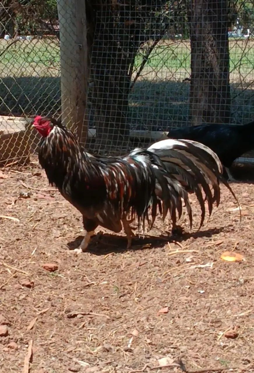 Galo sumatra Blue e black - Foto 5