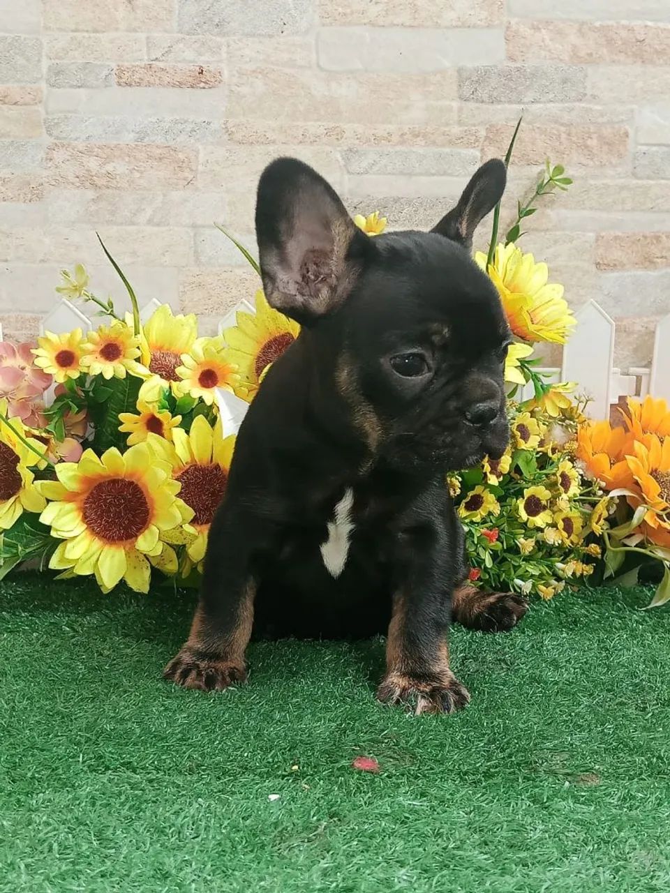 Bulldog Francês  - Foto 4