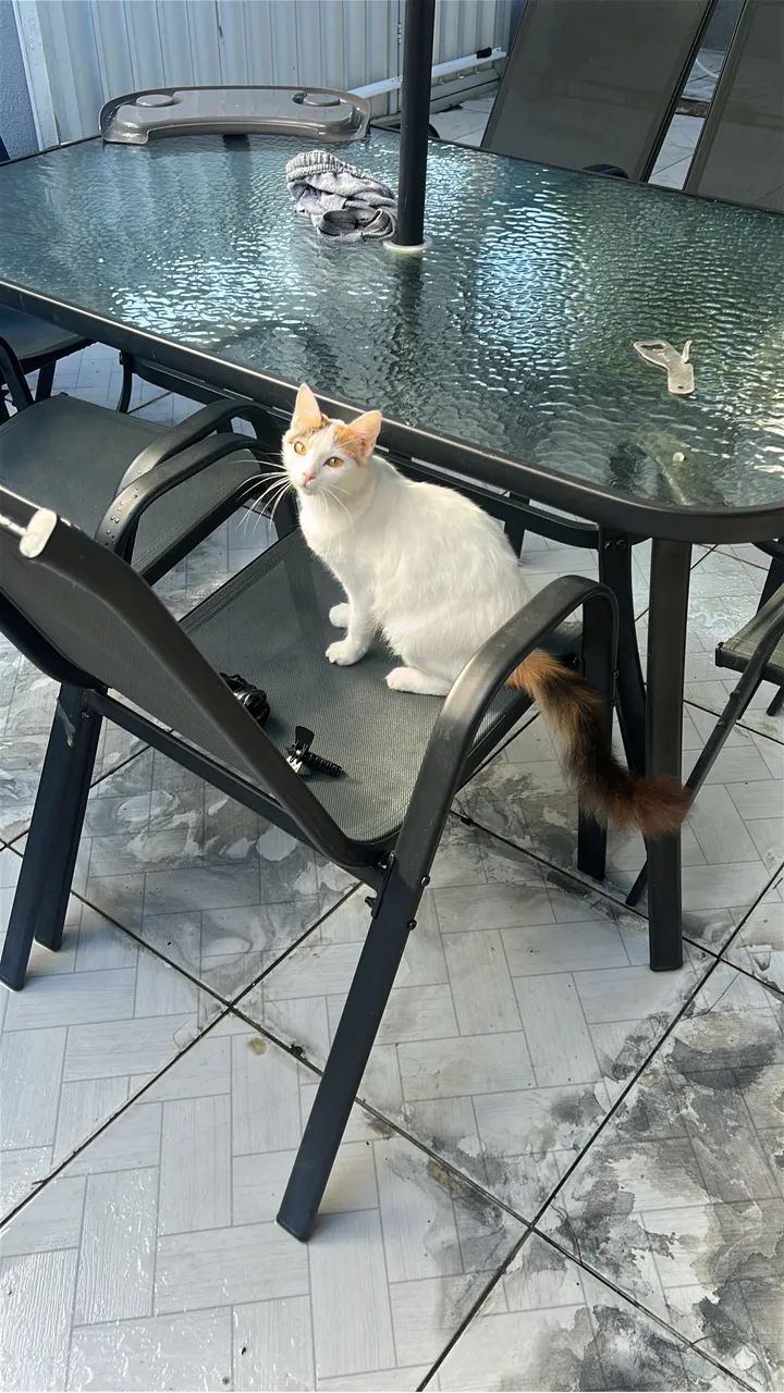 Adoção de gatinha  
